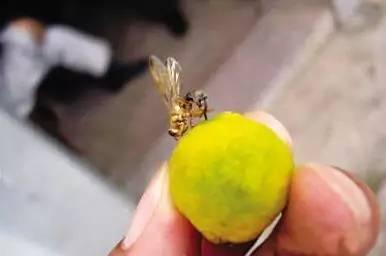 吃瓜的昆虫,揭秘昆虫界的“八卦”生活