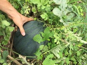 阳光开朗吃瓜人,探寻快乐生活的秘诀