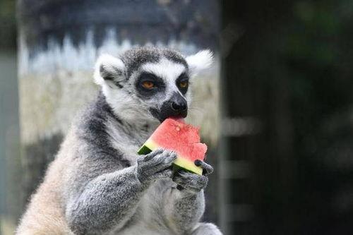 可爱动物吃瓜,动物们的欢乐食瓜时光