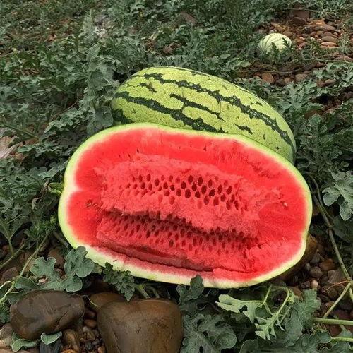 吃瓜那种感觉,揭秘吃瓜群众的快乐与烦恼