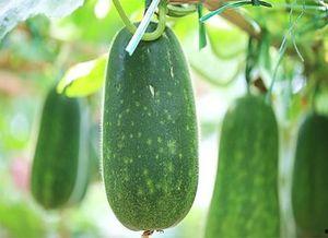 吃瓜那种感觉,揭秘吃瓜群众的快乐与烦恼