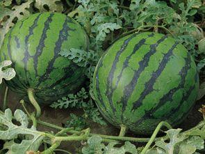 吃瓜那种感觉,揭秘吃瓜群众的快乐与烦恼