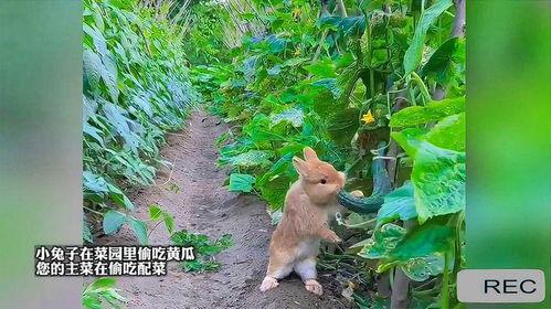 吃瓜的兔子的动物