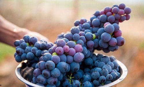 吃瓜还是吃葡萄