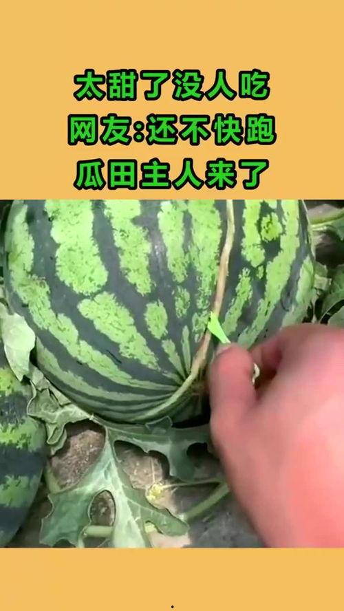 主人吃瓜,揭秘主人吃瓜背后的故事