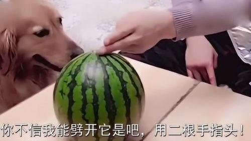 主人吃瓜,揭秘主人吃瓜背后的故事