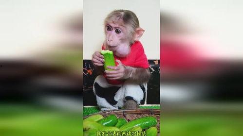 猴哥吃瓜在线