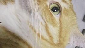 猫吃田瓜,揭秘猫吃田瓜的奇妙之旅