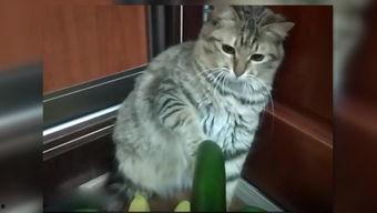 猫吃田瓜,揭秘猫吃田瓜的奇妙之旅