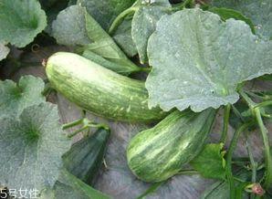 吃瓜有啥用,揭秘“吃瓜”背后的娱乐奥秘与社交价值