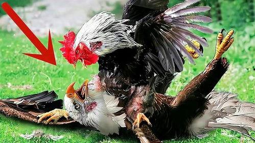 大鹰哥吃瓜,揭秘娱乐圈幕后故事