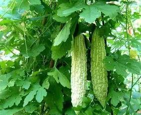 怎么吃老雄瓜,解锁美味新境界