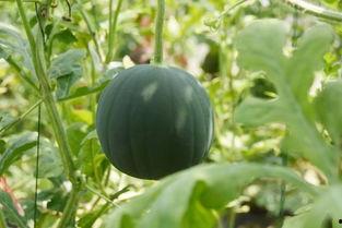 怎么吃老雄瓜,解锁美味新境界