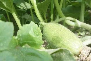 新疆做菜吃的瓜叫什么瓜,甜蜜瓜果的诱惑——揭秘新疆“瓜中之王”