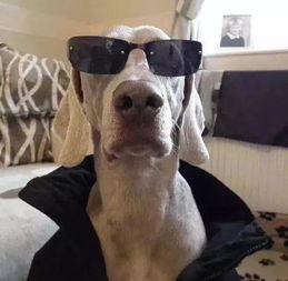 大佬狗吃瓜饼,一场美食与趣味的碰撞之旅