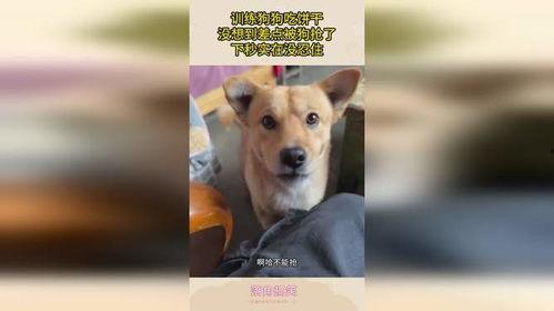 大佬狗吃瓜饼,一场美食与趣味的碰撞之旅