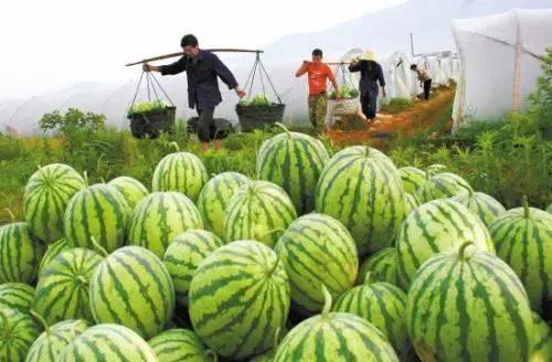 吃瓜 造瓜,吃瓜群众化身造瓜高手，揭秘明星幕后故事