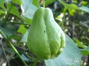 长期吃佛手瓜好么,健康益处的秘密探索